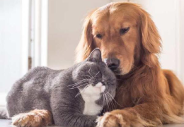 ¿Cómo saber si tu mascota está envejeciendo? Señales, cuidados y mucho amor